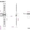 5 PIN LED Strip Verbinder Steckverbinder Stecker für 12mm breite Streifen RGBW